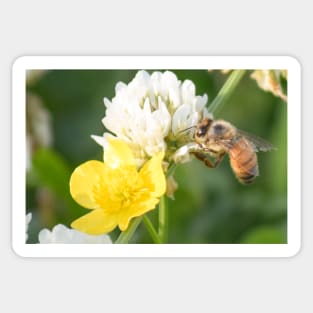 bee with flowers Sticker